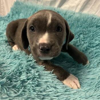 Barbie -  Mixed Breed Dog for Adoption in Canal Winchester, Ohio - Barbie | PetCurious