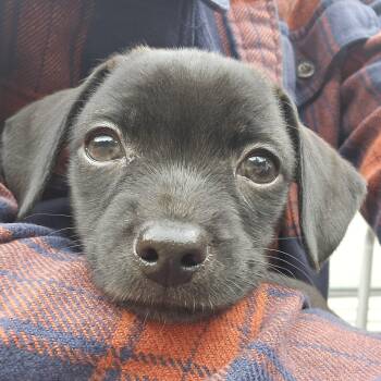 Gunner -  Beagle Dog for Adoption in Minneapolis, Minnesota - Gunner | PetCurious