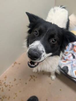 Border Collie and Mixed Breed Dogs Available for Adoption in Fort Collins, Colorado - Happy | PetCurious
