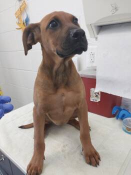 Serenity -  Mixed Breed Dog Available for Adoption in Oxford, North Carolina - Serenity | PetCurious