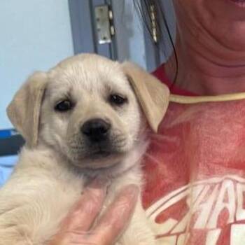Kerry -  Labrador Retriever and Mixed Breed Dog for Adoption in Taos, New Mexico - Kerry | PetCurious
