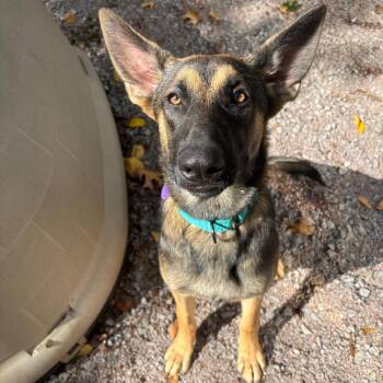 Dutchess (26-381) -  German Shepherd Dog Dog for Adoption in New Ringgold, Pennsylvania - Dutchess (26-381) | PetCurious