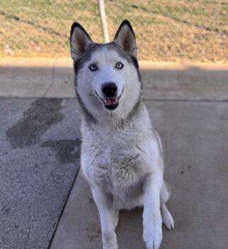 Husky Dogs Available for Adoption - Zena | PetCurious