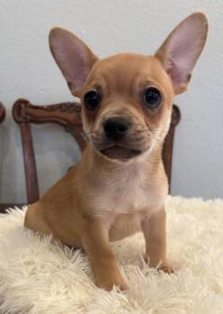 Tony -  Terrier and French Bulldog Dog for Adoption in Pasadena, California - Tony | PetCurious