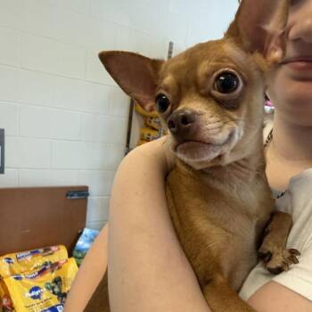 Blue -  Chihuahua Dog for Adoption in Gloucester, Virginia - Blue | PetCurious