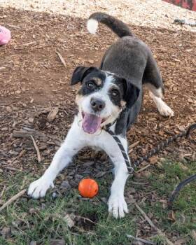 Siya -  Mixed Breed Dog for Adoption in Chamblee, Georgia - Siya | PetCurious