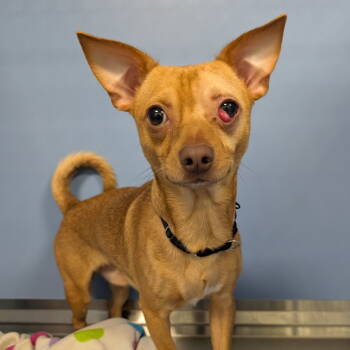 Rescue Chihuahua Dogs for Adoption in New Castle, Delaware - Brutus | PetCurious