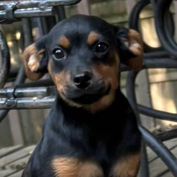 Habanero -  Mixed Breed Dog for Adoption in Normal, Illinois - Habanero | PetCurious