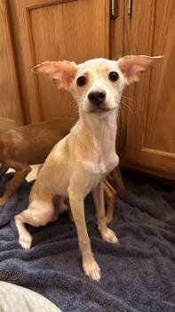Huey -  Chihuahua and Italian Greyhound Dog for Adoption in Crystal Lake, Illinois - Huey | PetCurious