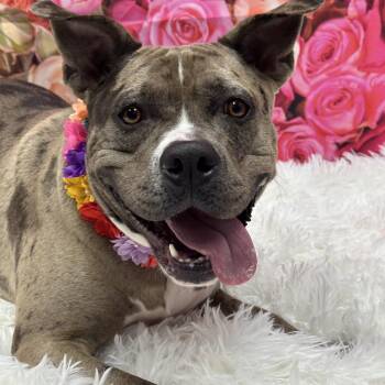 Turner -  Pit Bull Terrier Dog for Adoption in Monroeville, Pennsylvania - Turner | PetCurious