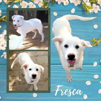 Fresca (Puppy) -  Great Pyrenees Dog for Adoption in Lindsay, California - Fresca (Puppy) | PetCurious