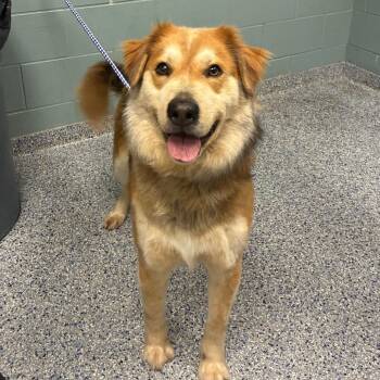German Shepherd Dog and Great Pyrenees Dogs Available for Adoption - Cutie Patootie | PetCurious