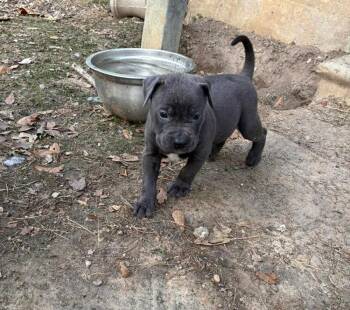 Max -  Pit Bull Terrier Dog for Adoption in Silsbee, Texas - Max | PetCurious