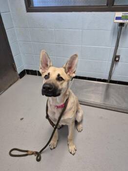 Pen 121 -  Shepherd Dog for Adoption in Lawrenceville, Georgia - Pen 121 | PetCurious