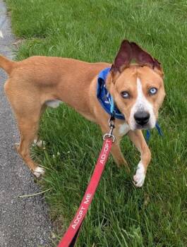 Mixed Breed Dogs Available for Adoption in Kansas City, Missouri - Toulouse | PetCurious