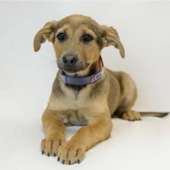 Boxer and German Shepherd Dog Dogs Available for Adoption - 313 (2026) Caramel | PetCurious