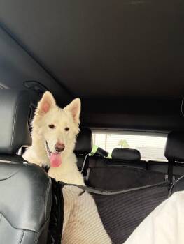 Nymeria -  German Shepherd Dog Dog for Adoption in Discovery Bay, California - Nymeria | PetCurious