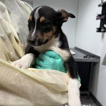 Mixed Breed Dogs Available for Adoption - Dragonfly | PetCurious