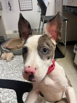 GIZMO -  Australian Shepherd and Mixed Breed Dog for Adoption in Brewster, Massachusetts - GIZMO | PetCurious