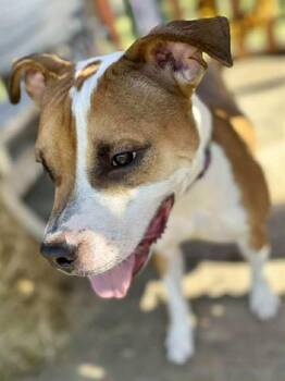 Rescue Pit Bull Terrier Dogs for Adoption in Louisville, Kentucky - GREAT AMERICAN COOKIE | PetCurious