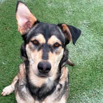 Brendy -  Husky and Shepherd Dog for Adoption in Center Point, Texas - Brendy | PetCurious