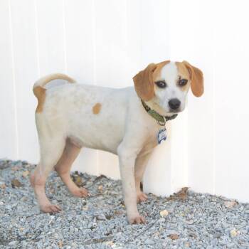 Rescue Hound Dogs for Adoption in Wake Forest, North Carolina - Judge | PetCurious