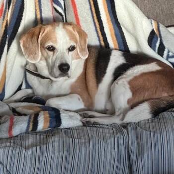 Beagle Dogs Available for Adoption in El Mirage, Arizona - Billie | PetCurious
