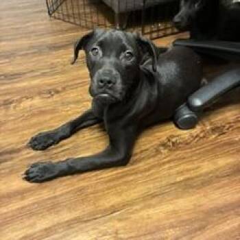Violet Nwestead -  Terrier Dog for Adoption in St. Louis, Missouri - Violet Nwestead | PetCurious