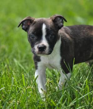 Boston Terrier Dogs Available for Adoption in Huntington, Indiana - Bilbo | PetCurious