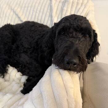 Duke -  Mixed Breed Dog for Adoption - Duke | PetCurious