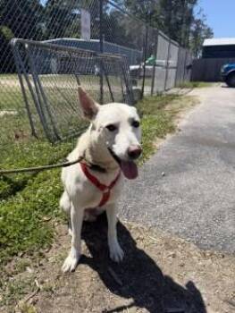 Sawyer -  White German Shepherd and Mixed Breed Dog for Adoption in Conway, South Carolina - Sawyer | PetCurious