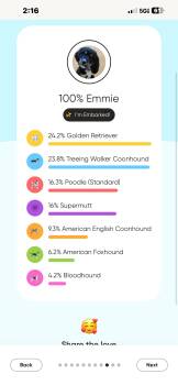 Golden Retriever and Standard Poodle Dogs Available for Adoption - Ellie | PetCurious