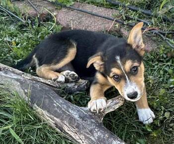 Rescue Shepherd and Beagle Dogs for Adoption in Dover, Arkansas - Laverne - N | PetCurious