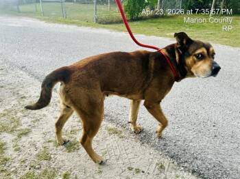 Black Mouth Cur and Mixed Breed Dogs Available for Adoption in Ocala, Florida - A380822 | PetCurious