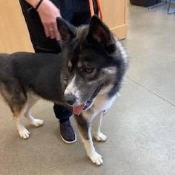 YORK-Stray-16069 -  Husky and Mixed Breed Dog for Adoption in York, Pennsylvania - YORK-Stray-16069 | PetCurious
