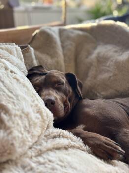 Rescue Labrador Retriever and Pit Bull Terrier Dogs for Adoption in Baton Rouge, Louisiana - Star | PetCurious