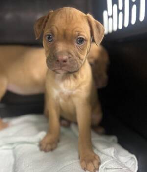 Tara -  Boxer Dog for Adoption in Sioux City, Iowa - Tara | PetCurious