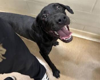 WATER BOY -  Labrador Retriever and Mixed Breed Dog for Adoption in Anchorage, Alaska - WATER BOY | PetCurious