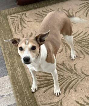 Jack Russell Terrier and Italian Greyhound Dogs Available for Adoption in The Woodlands, Texas - Zena | PetCurious