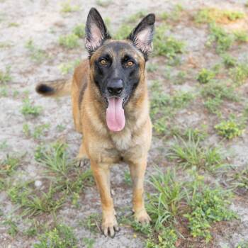 Lincoln -  German Shepherd Dog and Mixed Breed Dog for Adoption in Gainesville, Florida - Lincoln | PetCurious