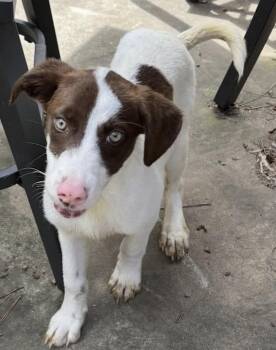 Porky -  English Springer Spaniel and Pointer Dog for Adoption in Watertown, Connecticut - Porky | PetCurious
