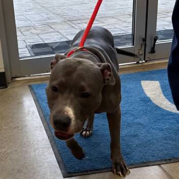 Rescue Pit Bull Terrier Dogs for Adoption in York, Pennsylvania - YORK-Stray-14467 | PetCurious