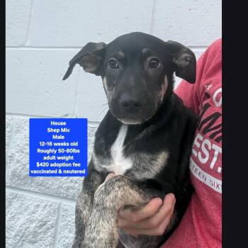 House -  Shepherd Dog for Adoption in Oviedo, Florida - House | PetCurious