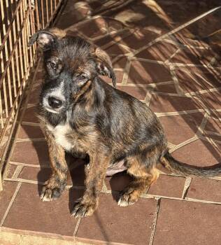 MASON -  Terrier and Mixed Breed Dog for Adoption in Seale, Alabama - MASON | PetCurious