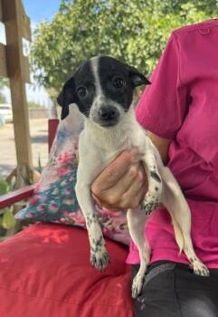 Sugar -  Chihuahua Dog for Adoption in Temecula, California - Sugar | PetCurious