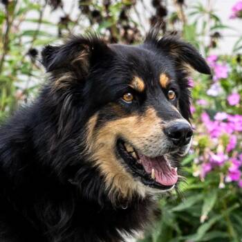 Lennox -  Bernese Mountain Dog and German Shepherd Dog Dog for Adoption in Council Bluffs, Iowa - Lennox | PetCurious