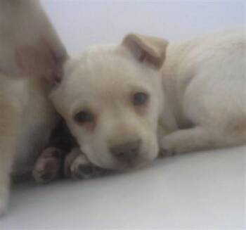 Chihuahua and Mixed Breed Dogs Available for Adoption - MODEM | PetCurious