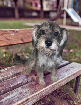SPONSOR OR FOSTER ME - Otis -  Schnauzer Dog for Adoption in Grafton, Wisconsin - SPONSOR OR FOSTER ME - Otis | PetCurious