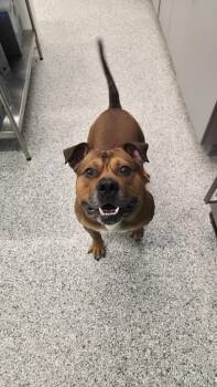 Terrier Dogs Available for Adoption in Athens, Tennessee - Chomper | PetCurious
