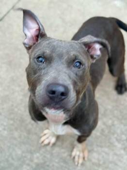 Sea Lettuce -  Pit Bull Terrier Dog for Adoption in Chicago, Illinois - Sea Lettuce | PetCurious